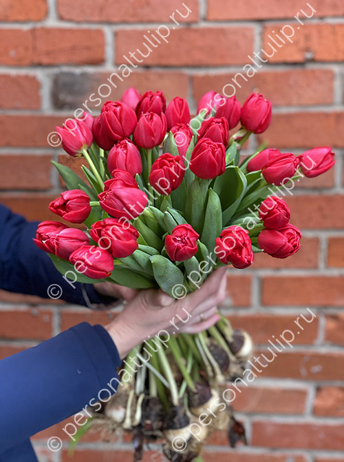 Тюльпаны красные махровые